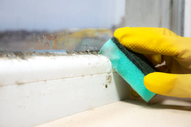 Best Toxic Mold Removal  in Great Neck Plaza, NY