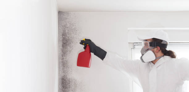 Best Home Mold Removal  in Great Neck Plaza, NY